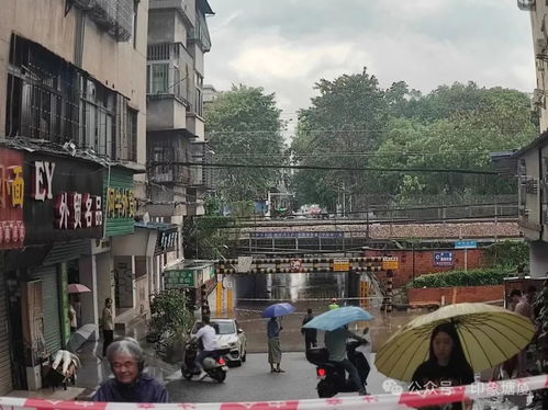 风里雨里,他们在线守护塘厦家园